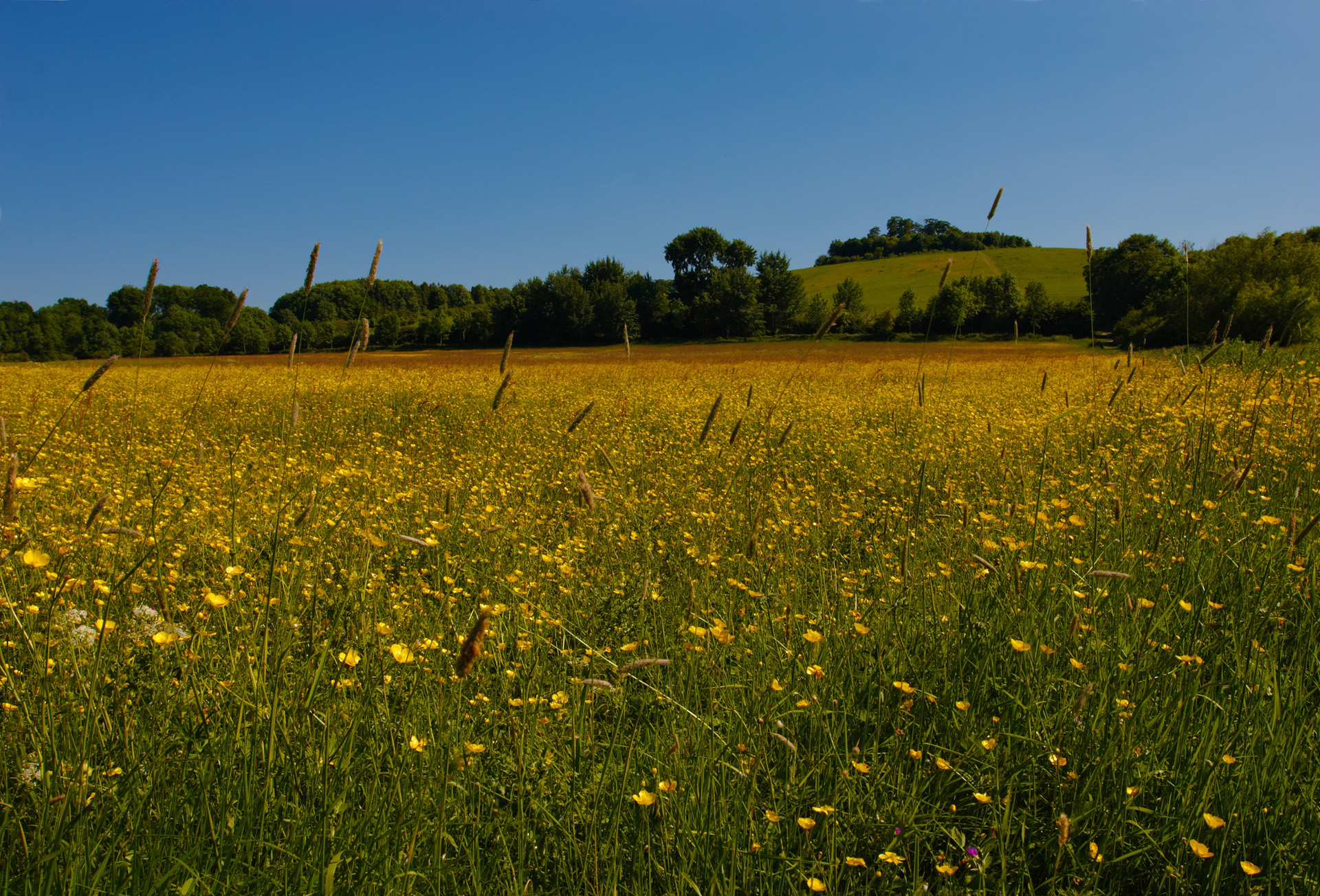 Buttercup Meadow at Little Wittenham