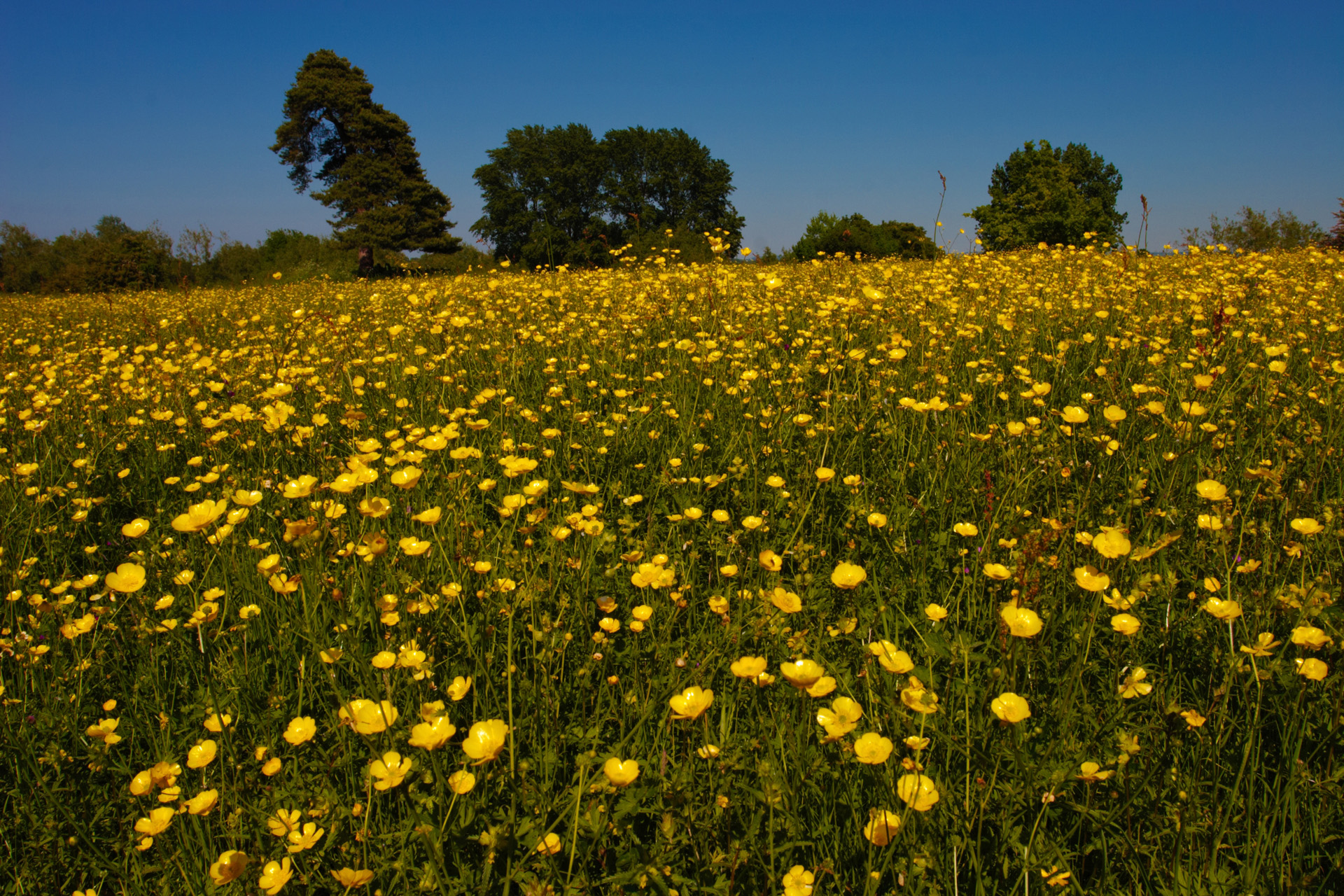 Buttercup Meadow at Little Wittenham