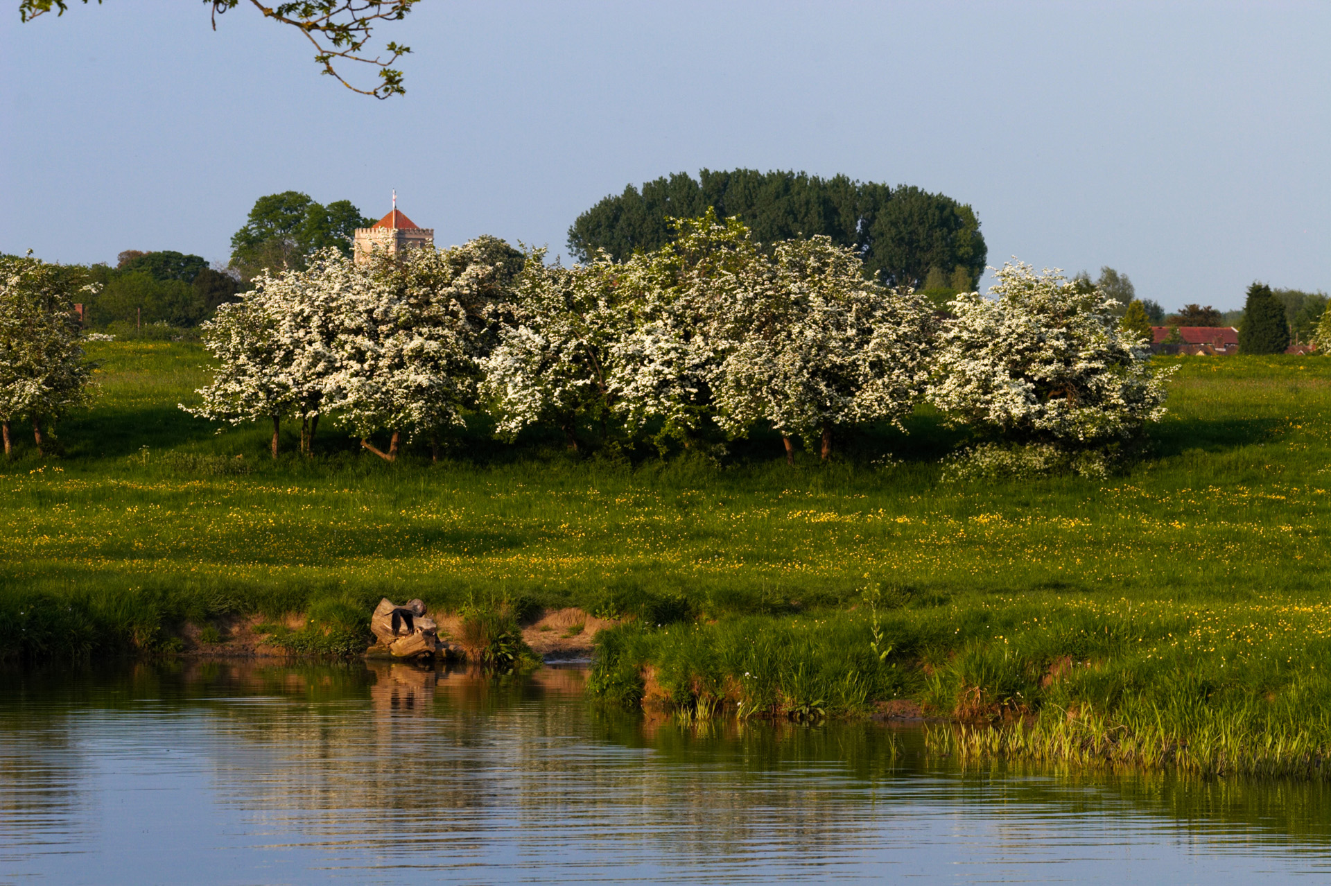 Hawthorn Trees on the River Thames at Little Wittenham