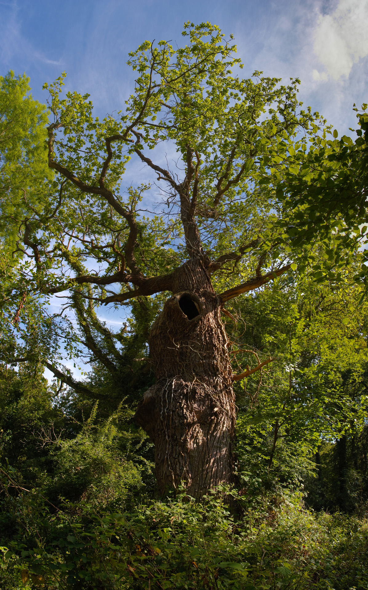 Old Man Burnham, gnarled old Oak tree at Burnham Beeches ancient