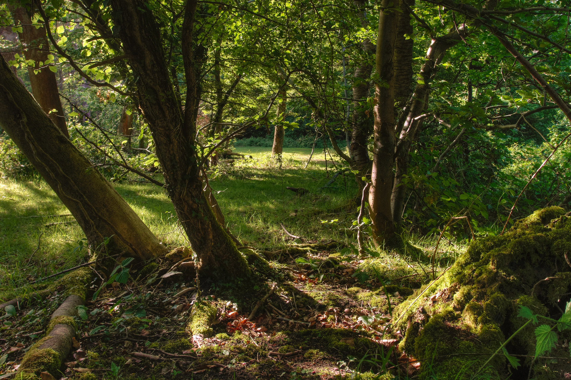 Emerald Evening, Burnham Beeches, Buckinghamshire
