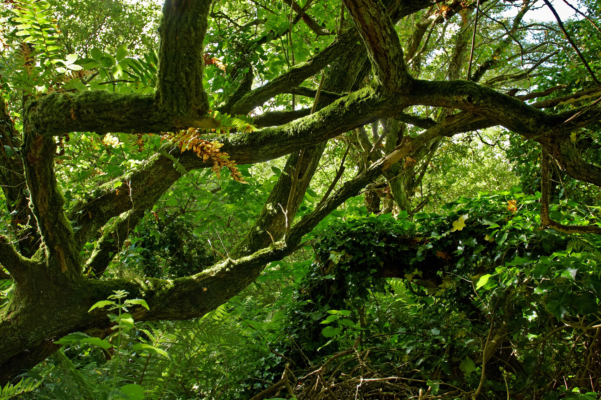 Madron Well Woodland