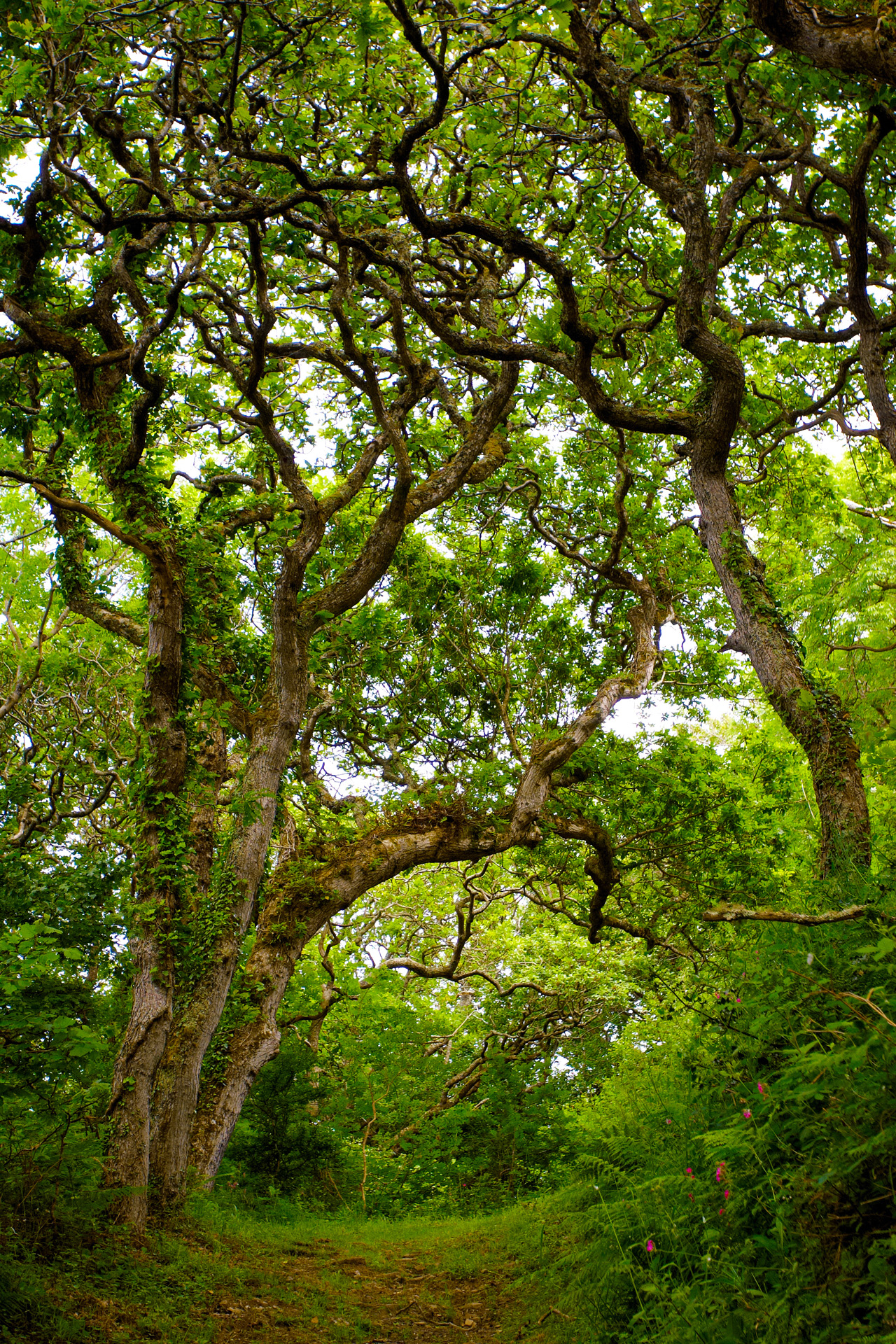 Path through the Oaks in Milllook Woods, Cornwall