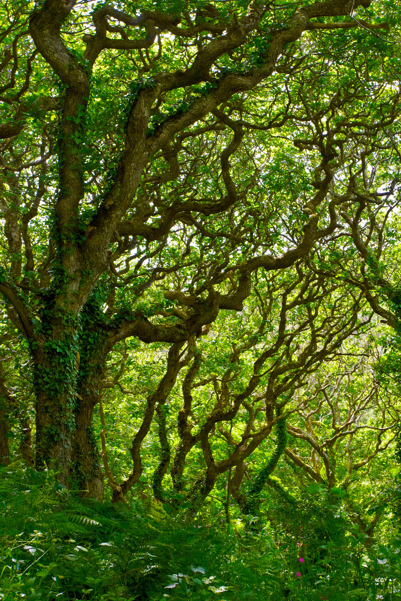 Grove of Oaks in Milllook Woods, Cornwall