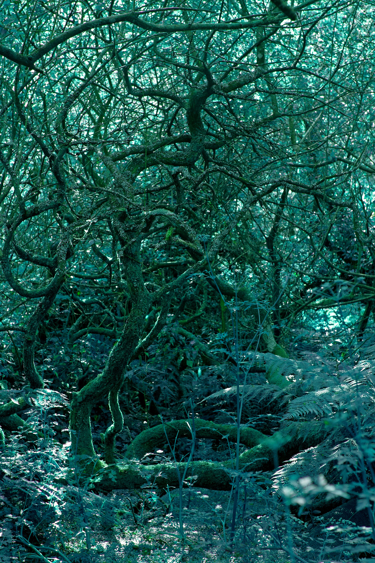 Tangled Underbrush