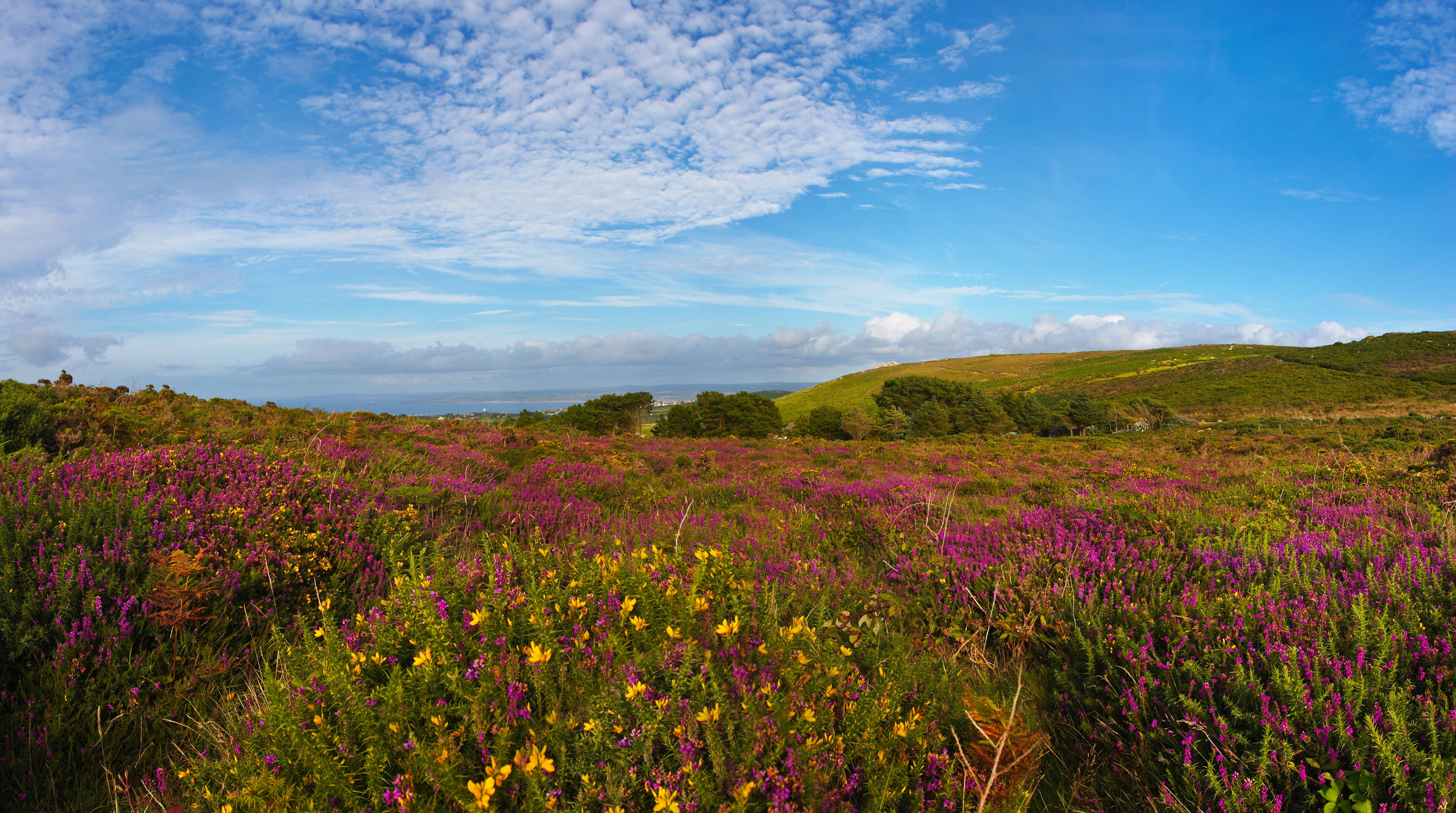Rosewall Hill In Bloom