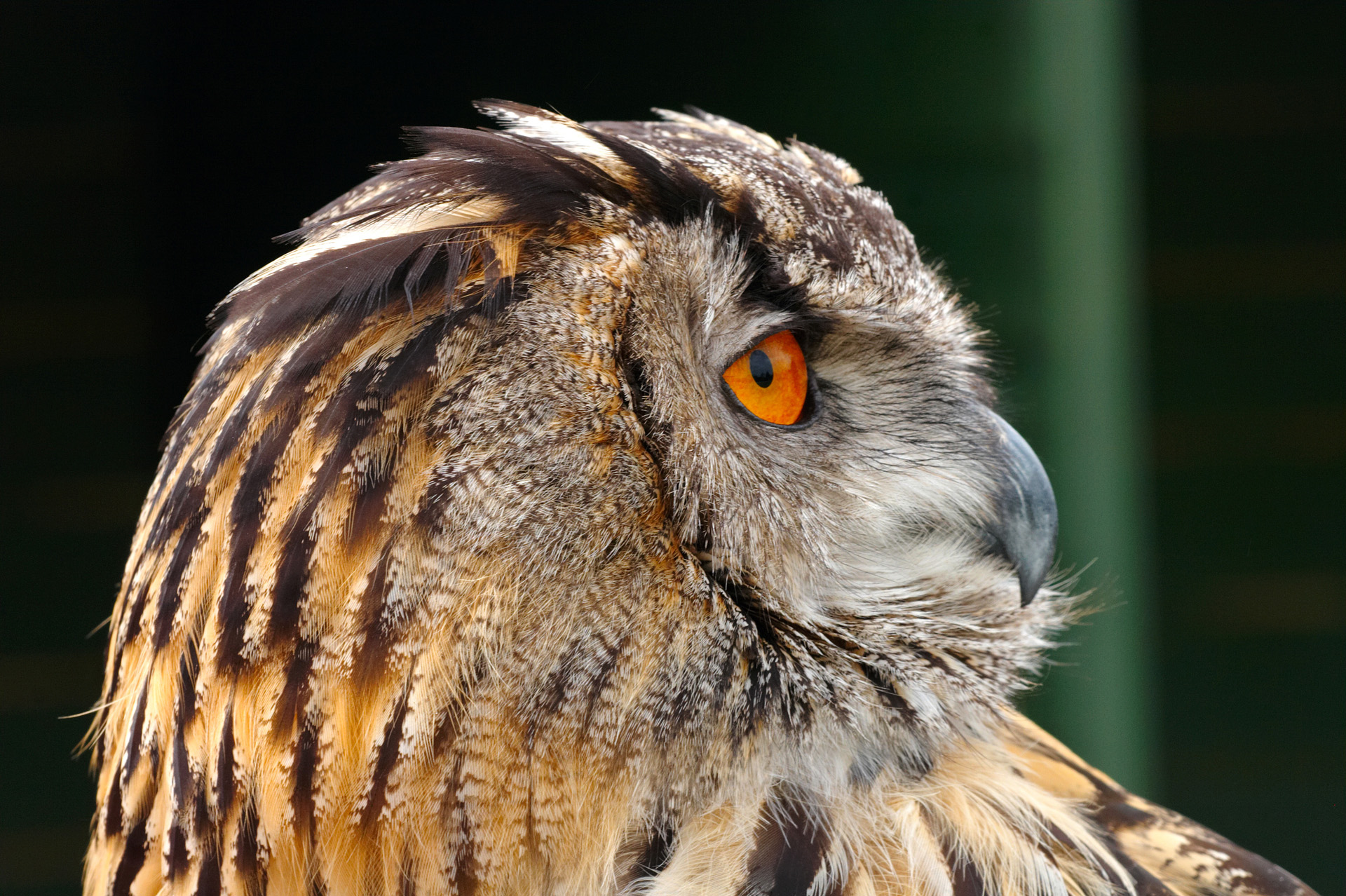 European Eagle Owl Side Profile