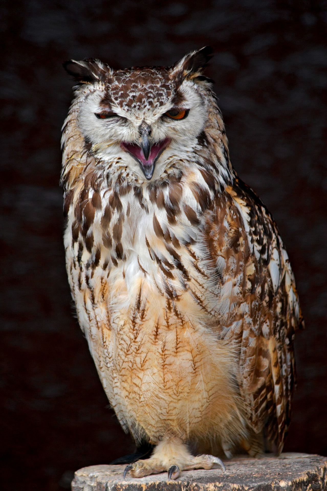 It's The Way I Tell Em