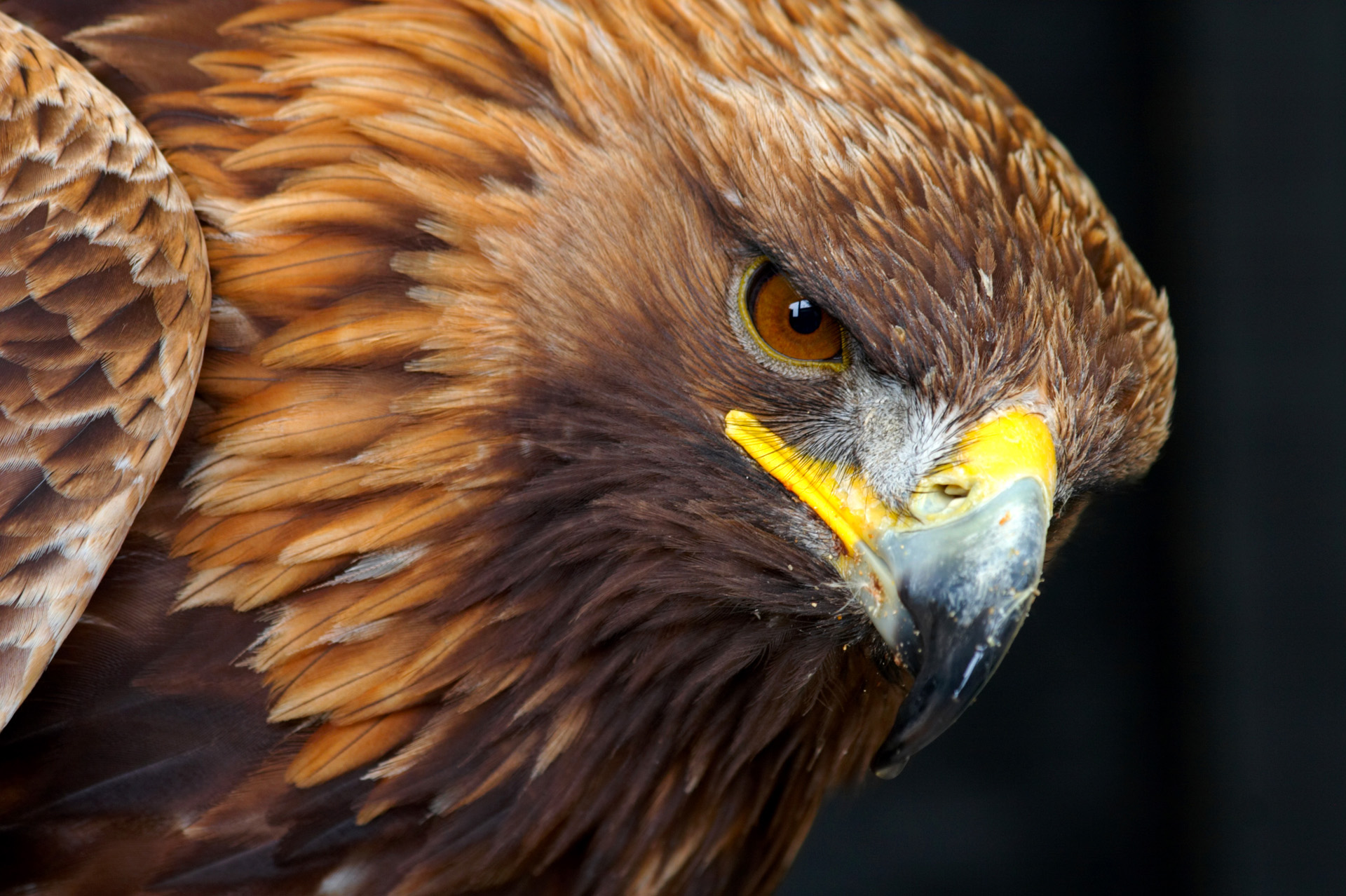Golden Eagle Portrait