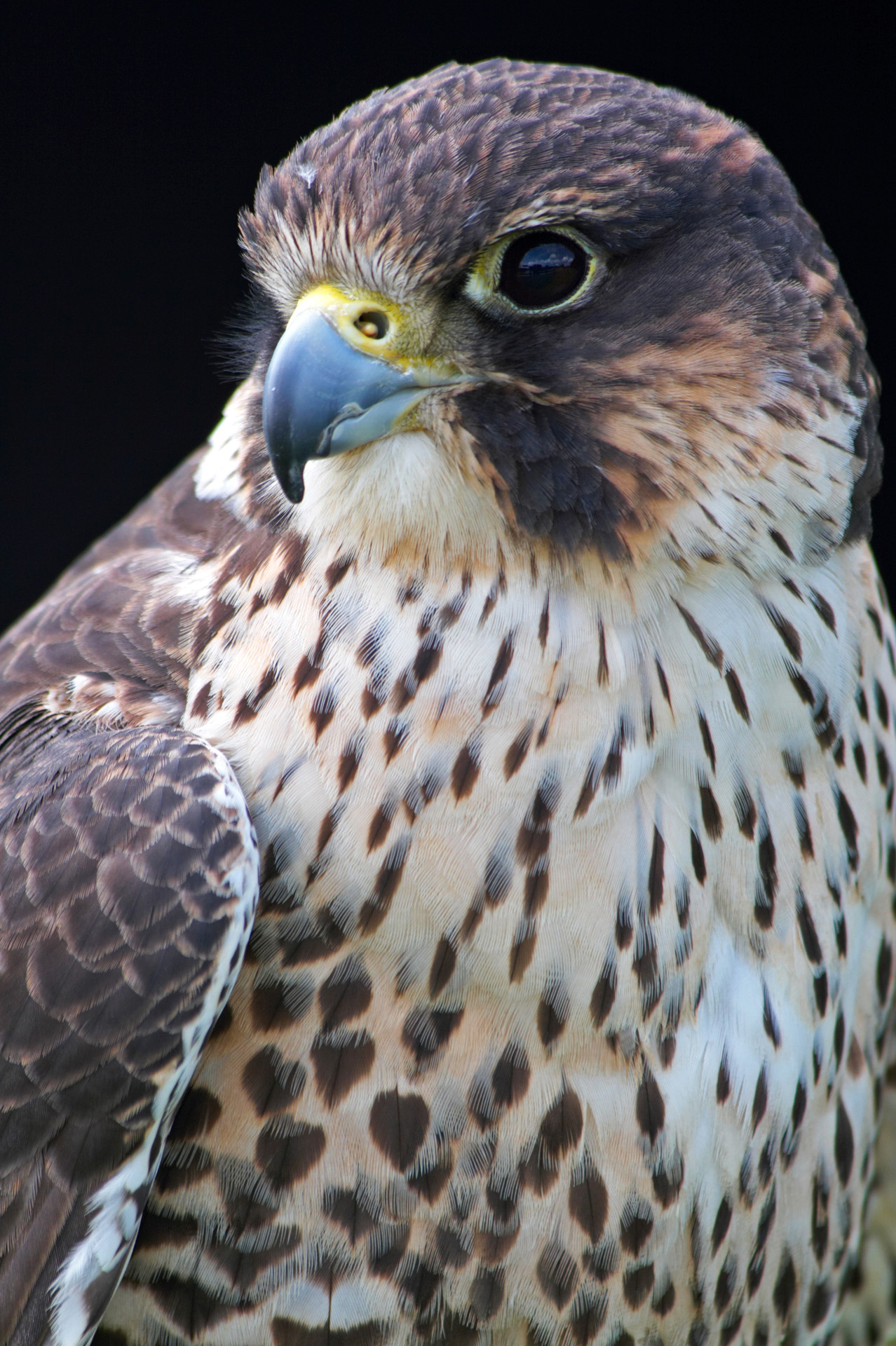 Lanner Falcon Portrait