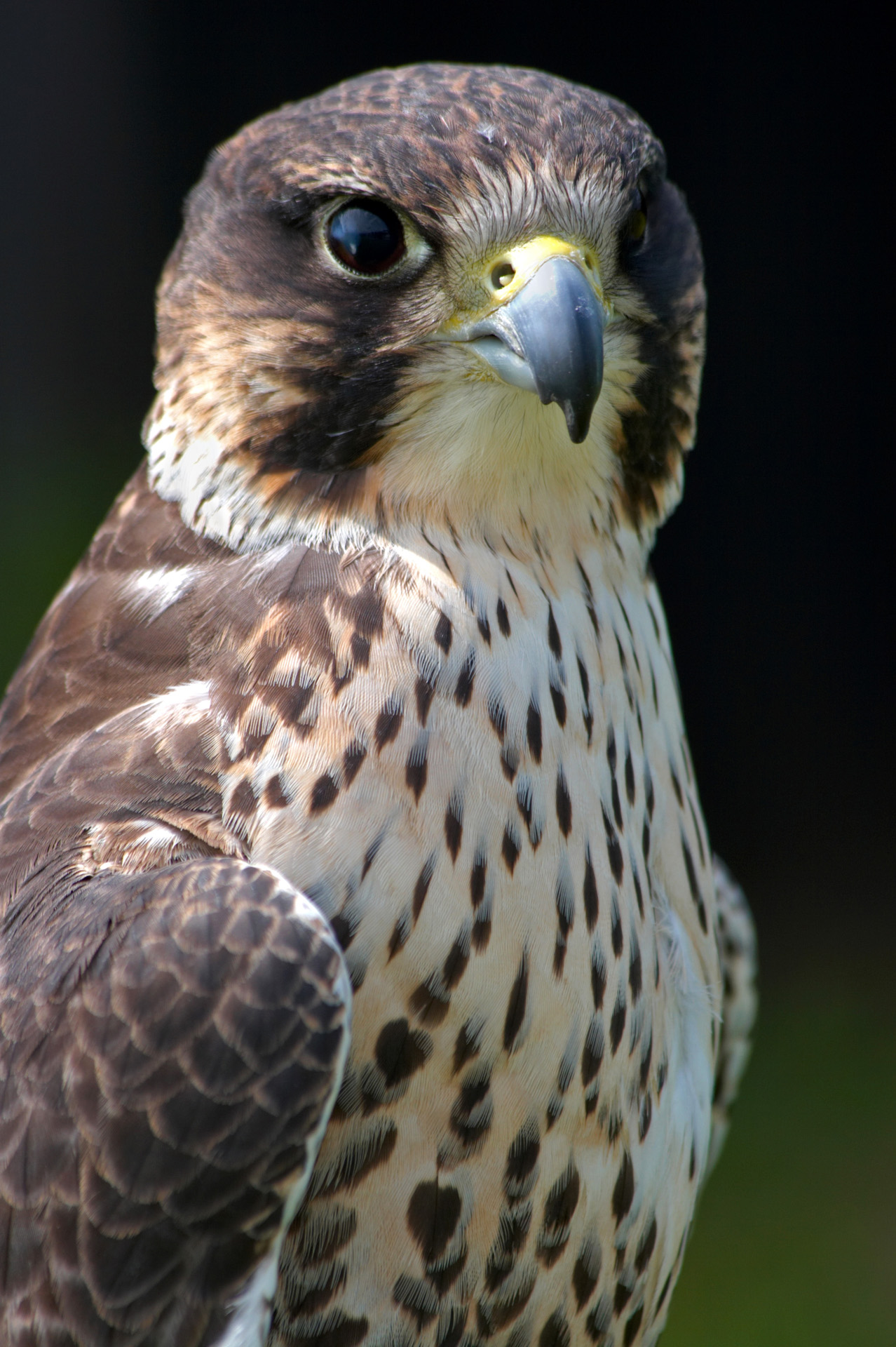 Lanner Falcon Portrait