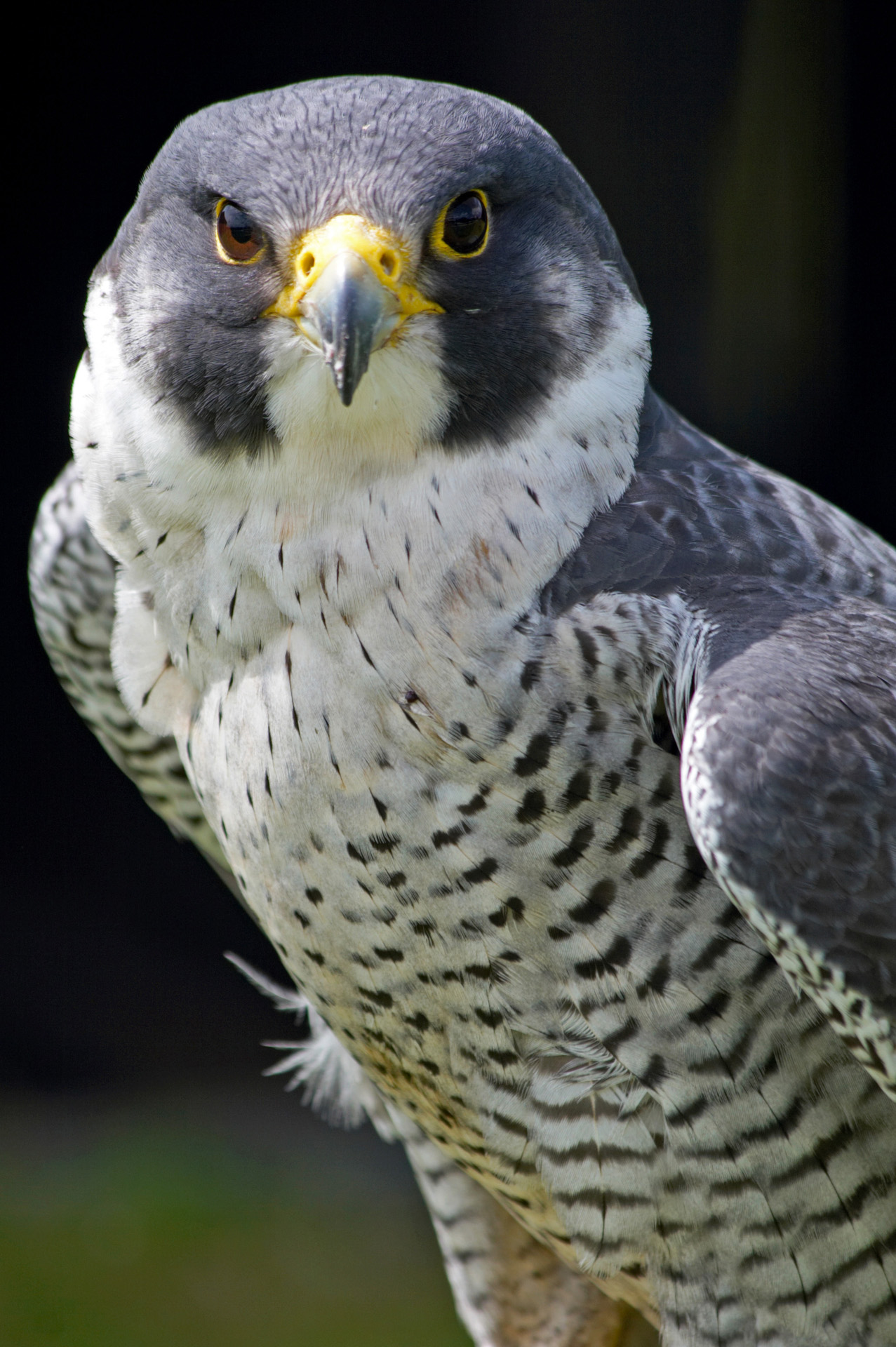 Peregrine Falcon Portrait