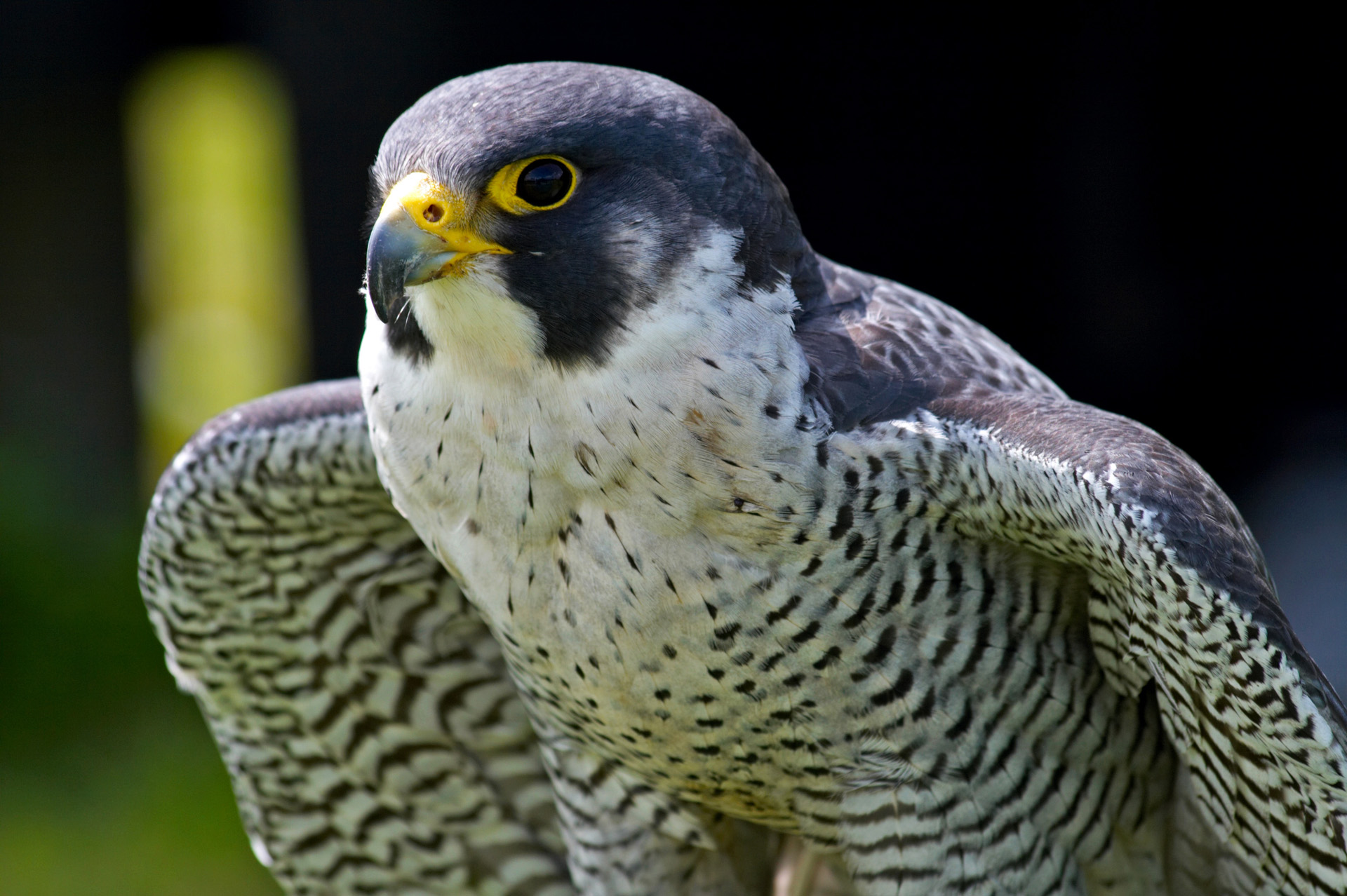 Peregrine Falcon Portrait