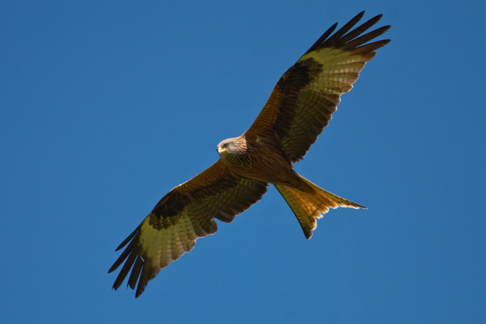 Red Kite Hunting
