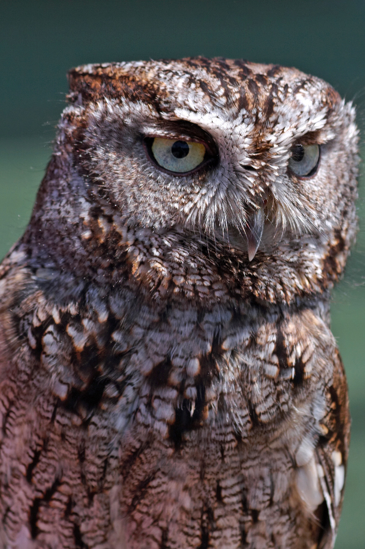 Western Screech Owl