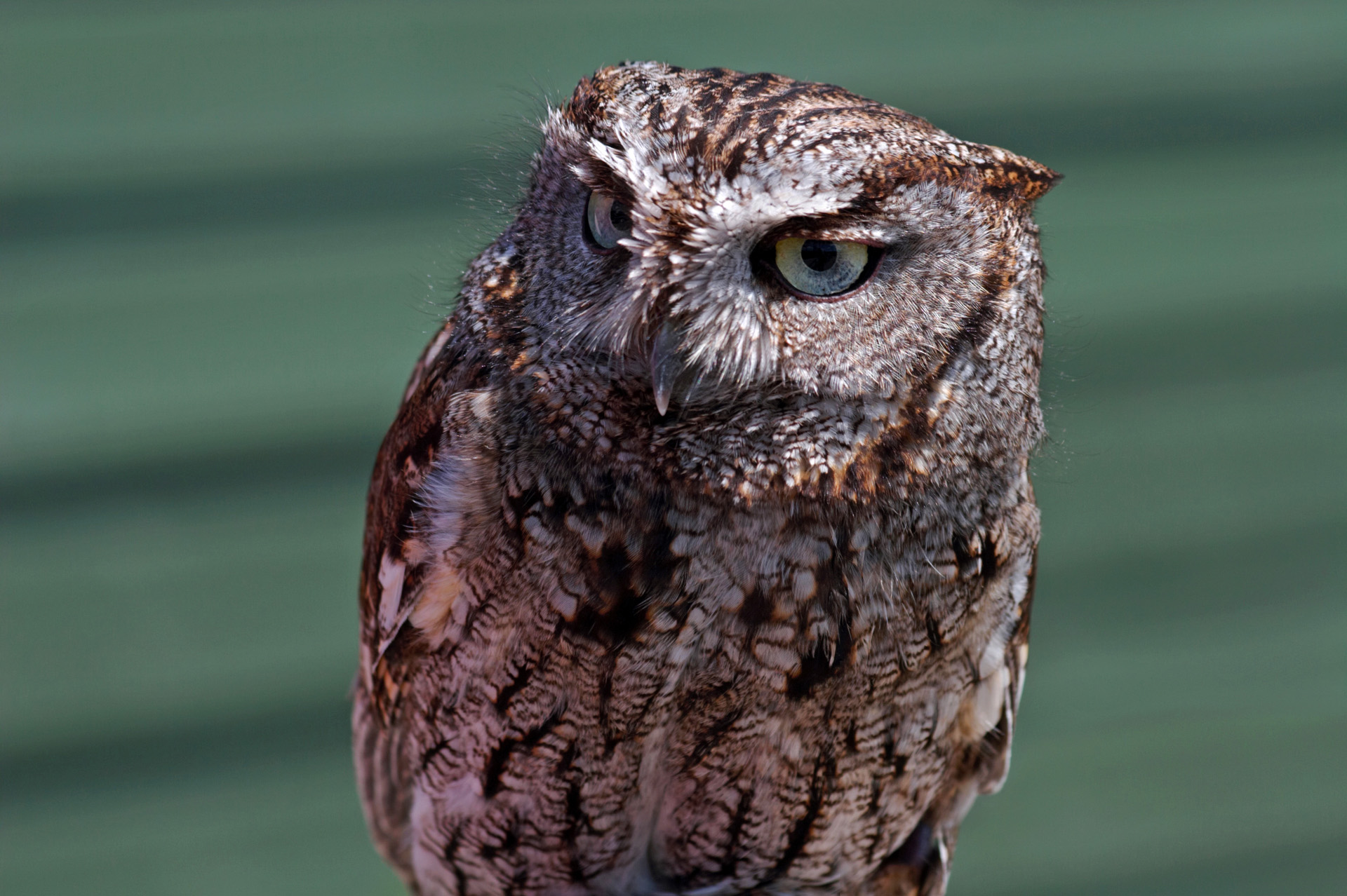Western Screech Owl