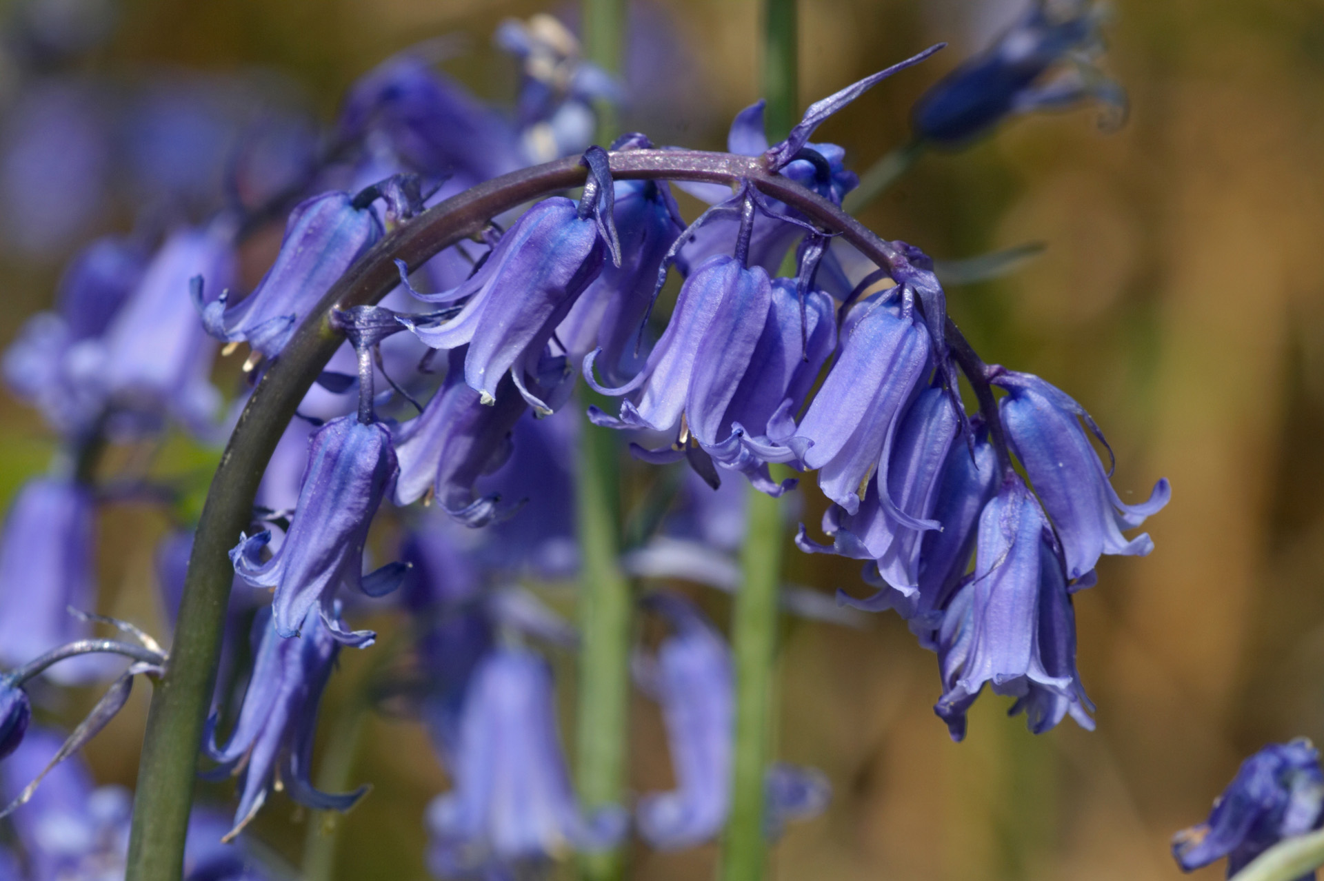 Bluebell Flowers