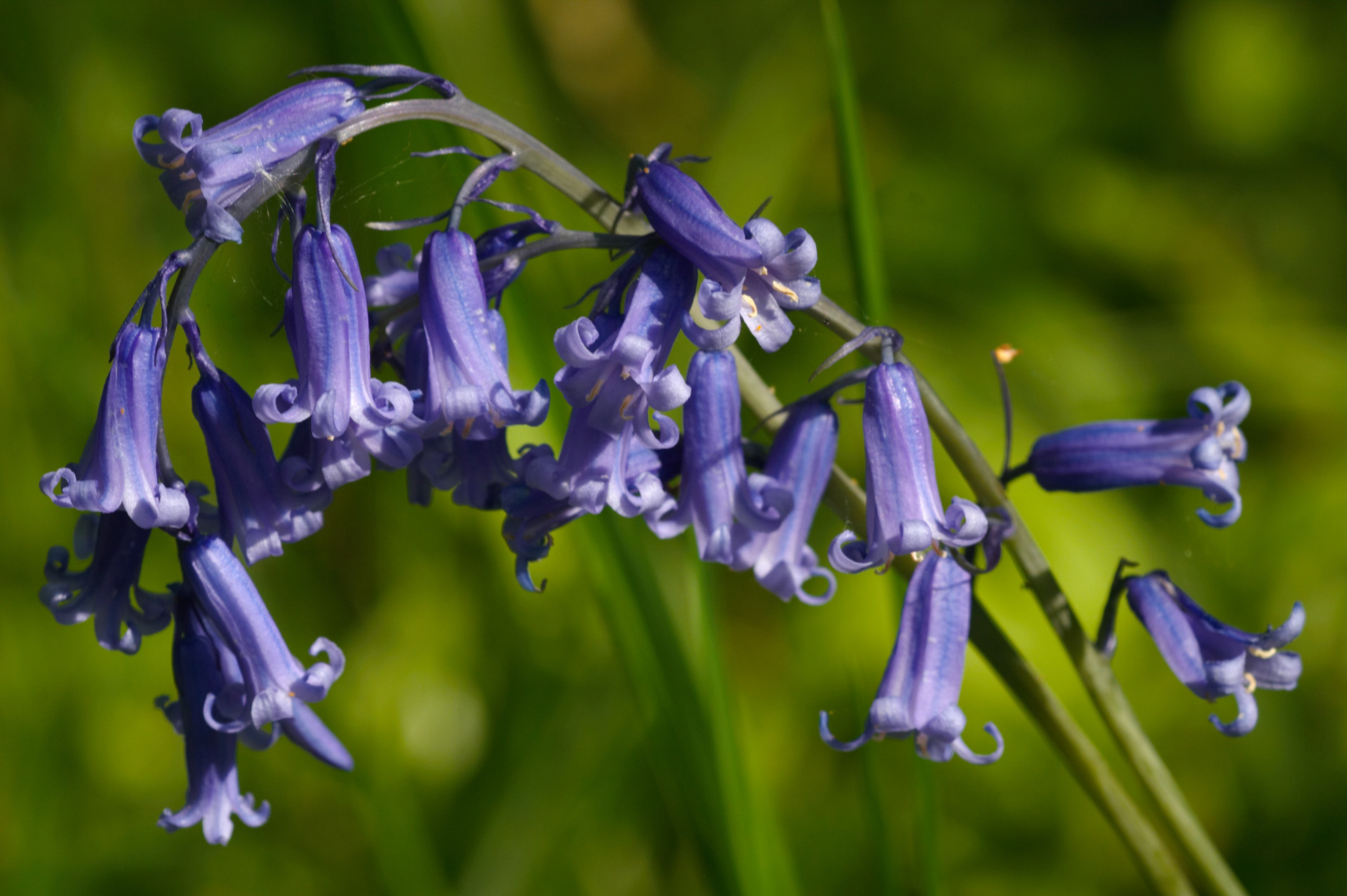 Bluebell Arches