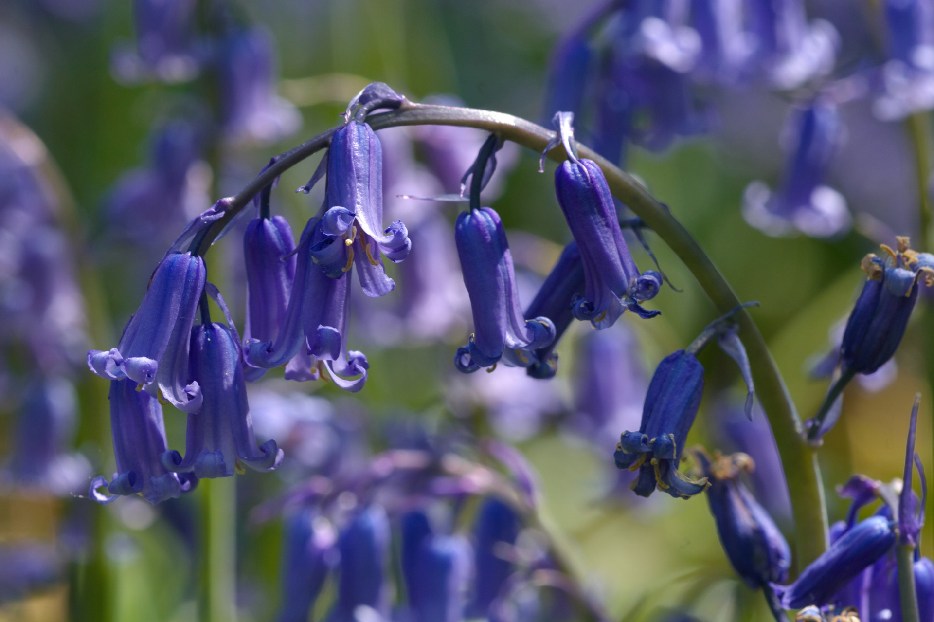 Arch Of Bluebells
