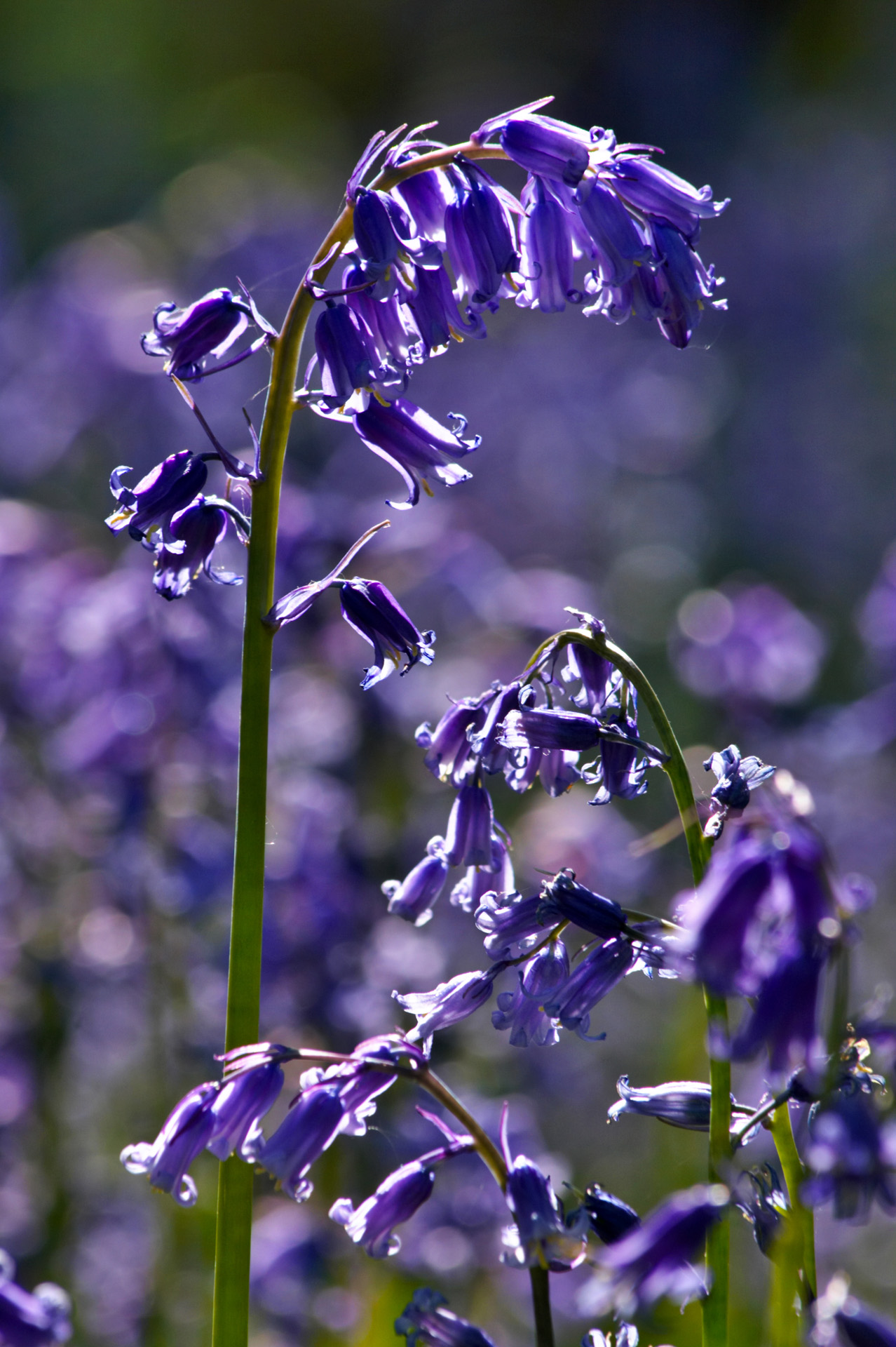 Bluebell Portrait