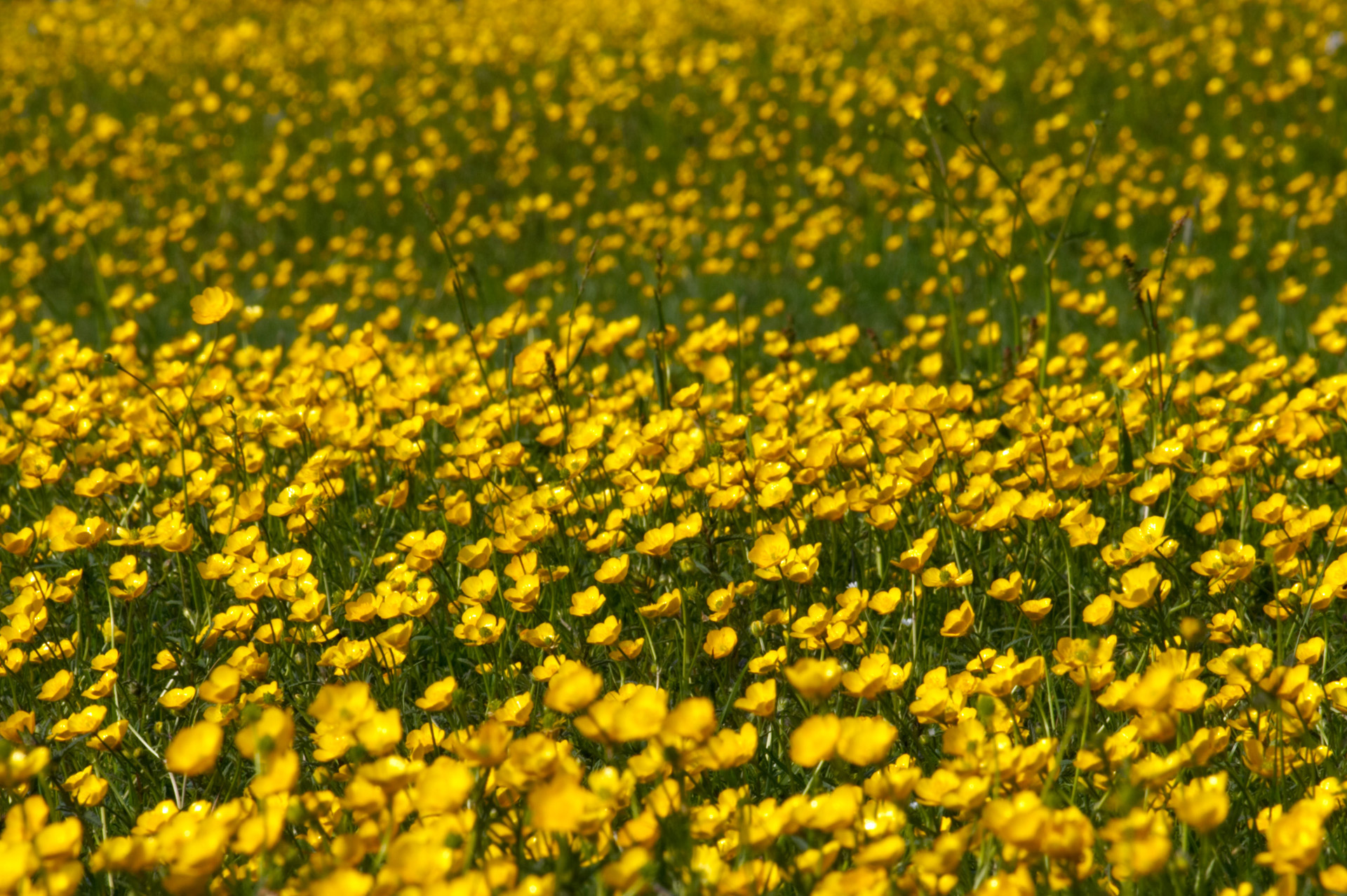 Buttercup Meadow at Wittenham Clumps
