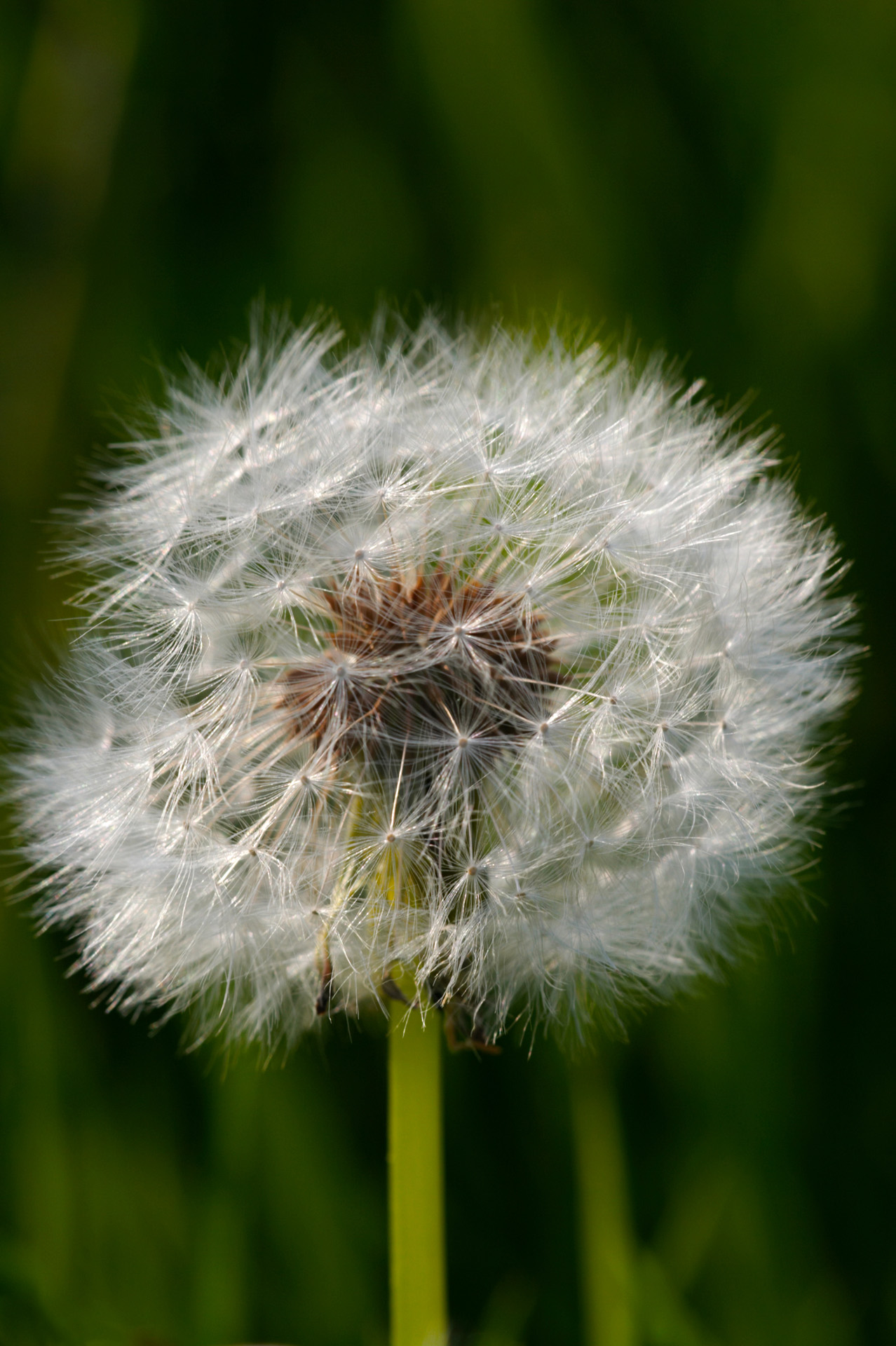 Dandelion Seed Head