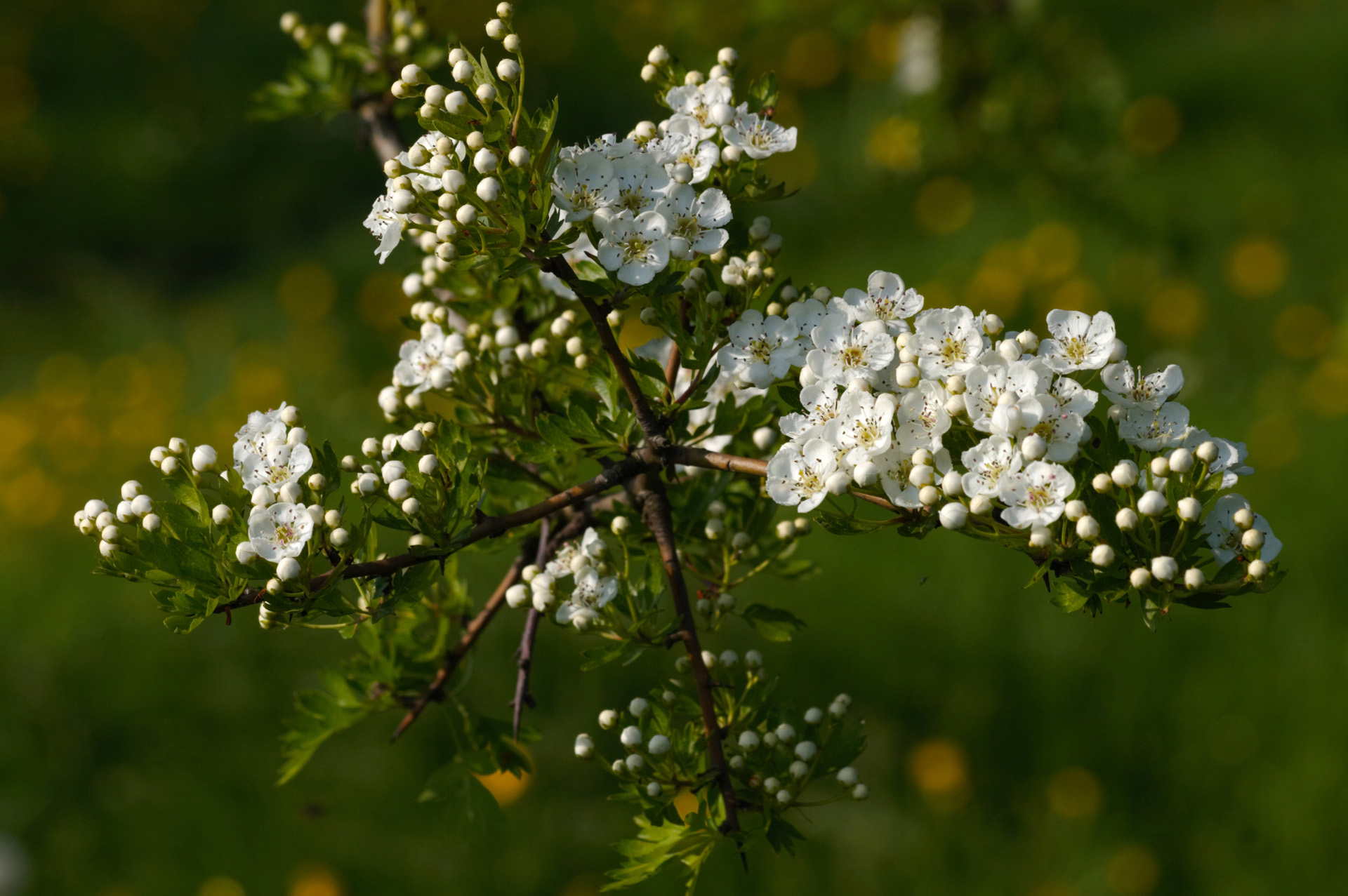 Hawthorn Blossom