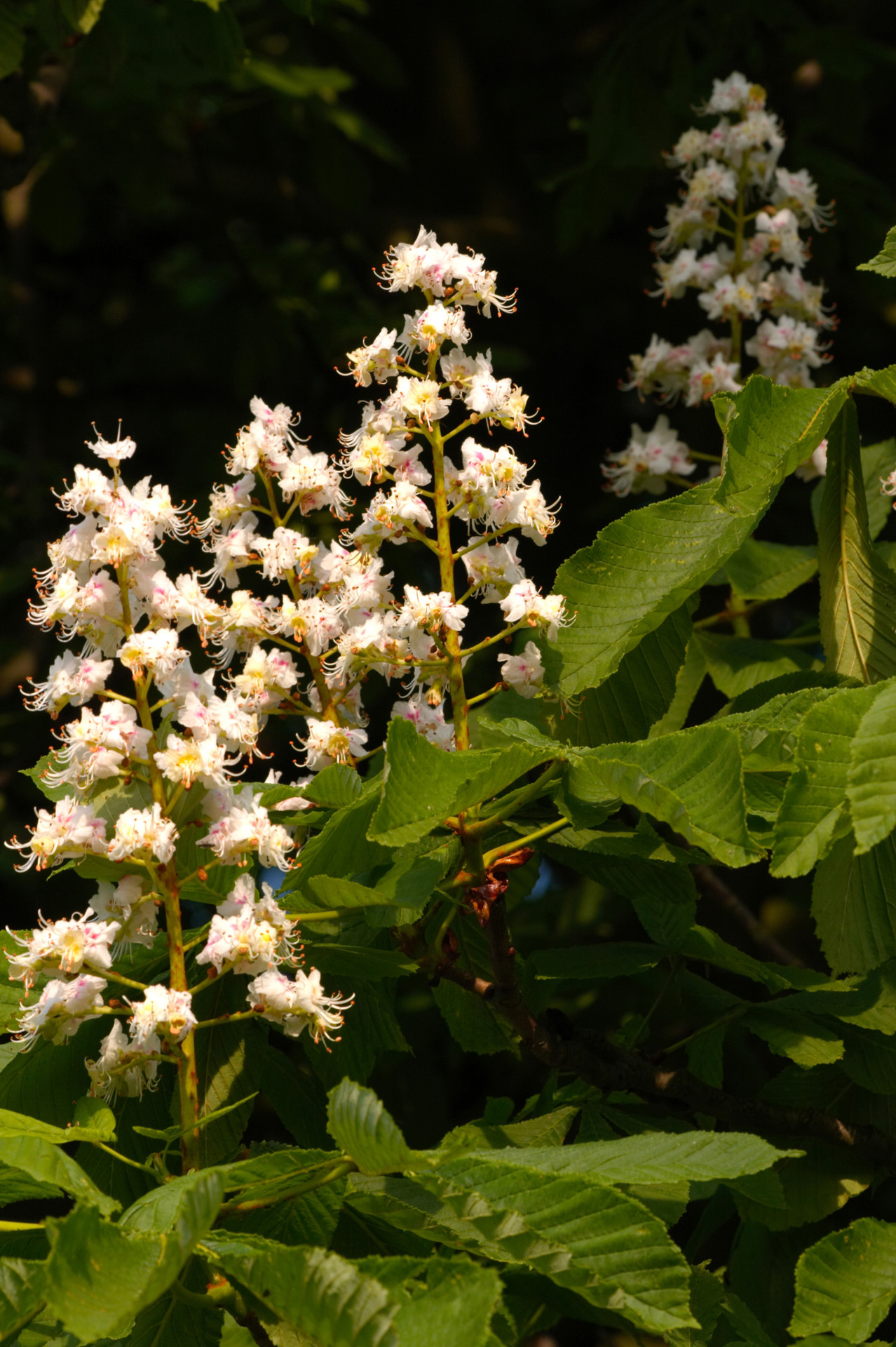 Horse Chestnut Blossom