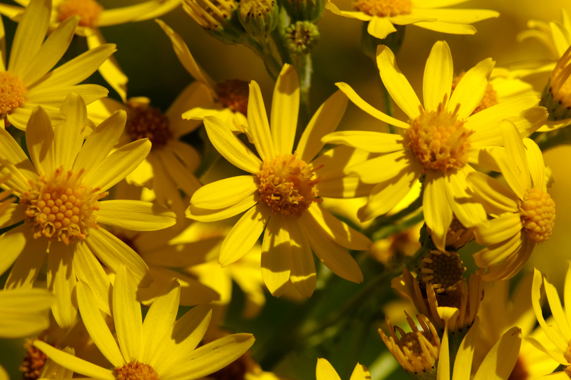 Wild Ragwort Flowers