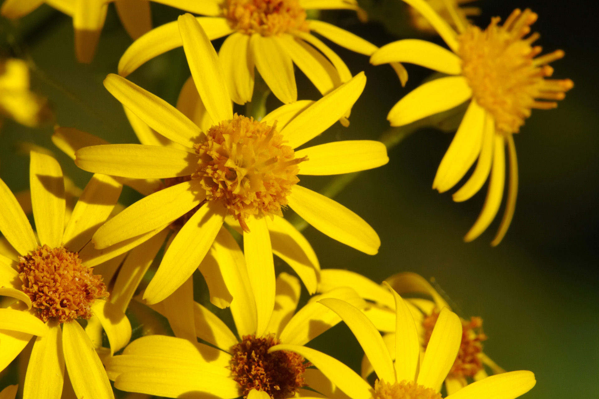 Wild Ragwort Flowers