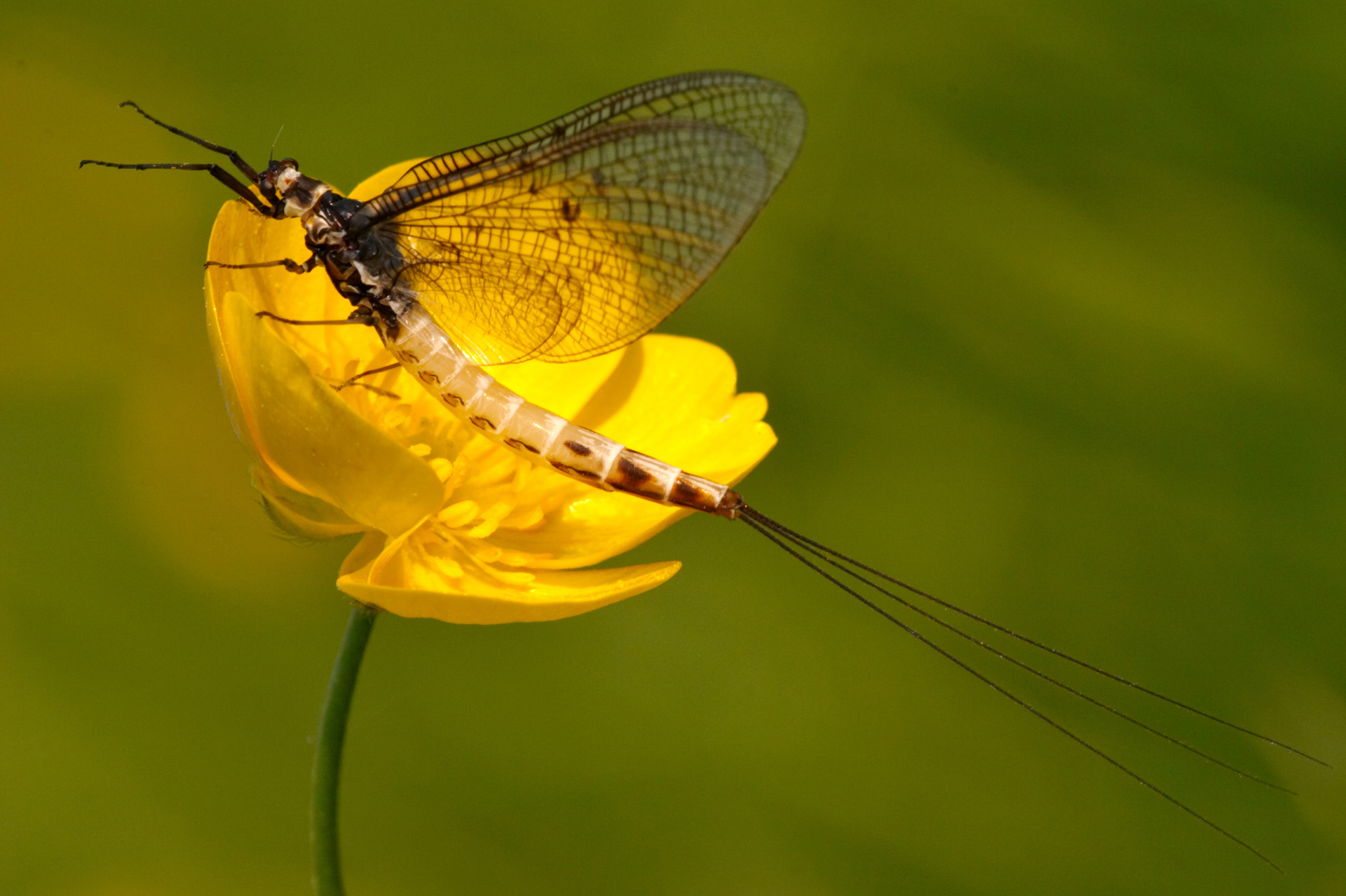 Female Mayfly