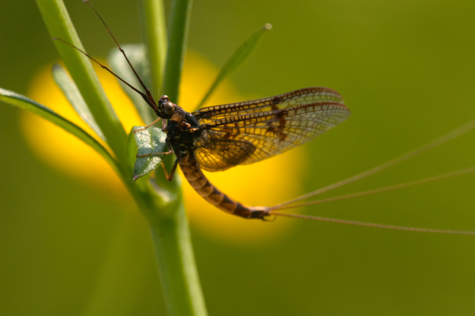Male Mayfly