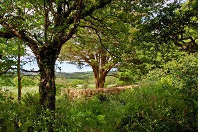 Madron Celtic Chapel, near Penzance, Cornwall