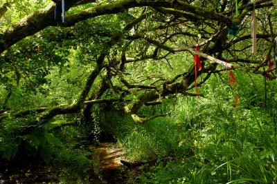 Cloutie Tree Near Madron Holy Well.