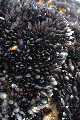 Mussels densely packed on the rocks at Bedruthan Steps