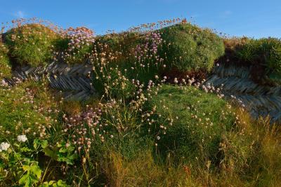 Dry stone wall overgrown with moss, grass and wild flowers near