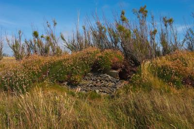 Overgrown Dry Stone Wall On The Cliffs Near Bedruthan Steps