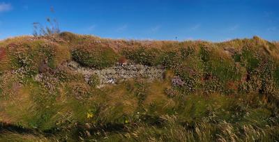 Overgrown Dry Stone Wall On The Cliffs Near Bedruthan Steps
