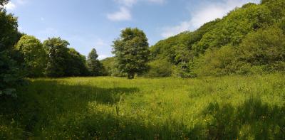 Water Meadow along the Camel Trail