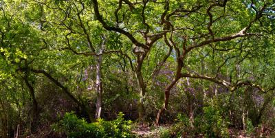 Oak woodland along the Camel Trail