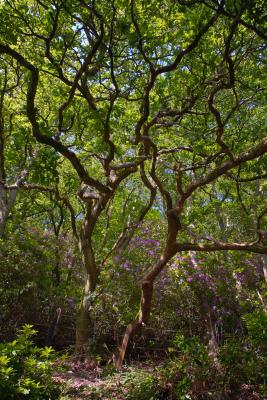 Oak woodland and Rhododendrons along the Camel Trail