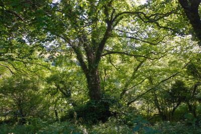 Tall Trees beside the Camel Trail, Cornwall