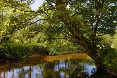The River Camel along the Camel Trail