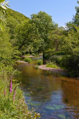 The River Camel along the Camel Trail