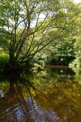 Overhanging tree on the River Camel