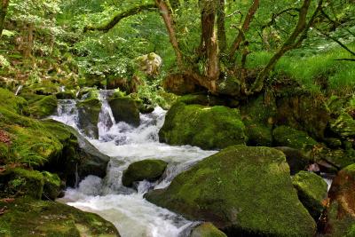 Golitha Falls Rapids