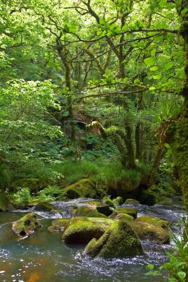 Golitha Falls Lower Reaches
