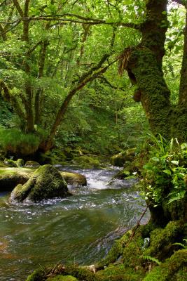 Golitha Falls Lower Reaches