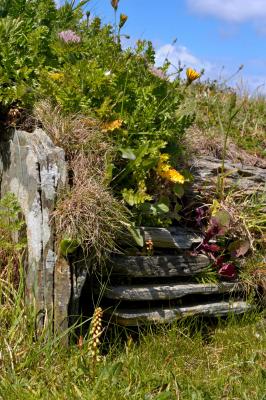 Overgrown walls at Tintagel Castle ruins, Cornwall