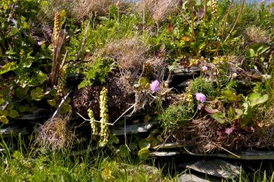Overgrown walls at Tintagel Castle ruins, Cornwall